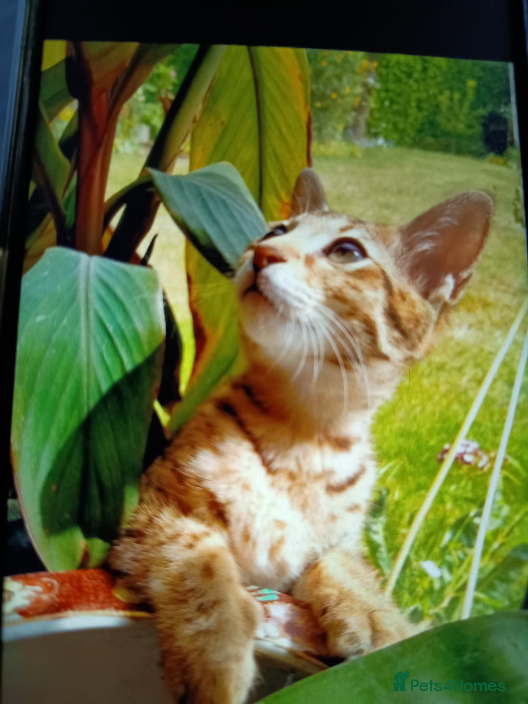 Savannah cats for sale: F3 savannah girls Tica reg  - Image 30