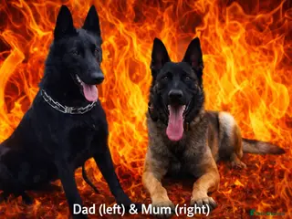 Belgian Shepherd Dog dogs 🔥 BELGIAN MALINIOS PUPPIES DUE APRIL 2026🔥 - Advert 1