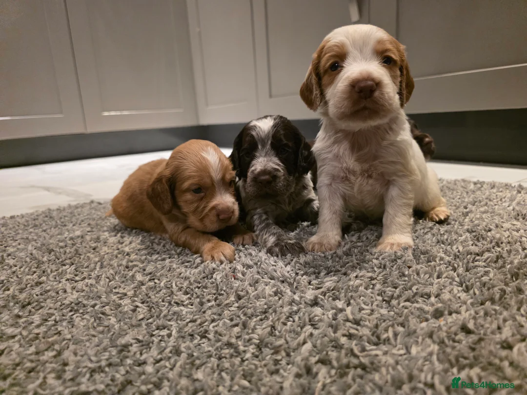 Cocker Spaniel dogs for sale: Beautiful Working cocker spaniel puppies - Advert 16