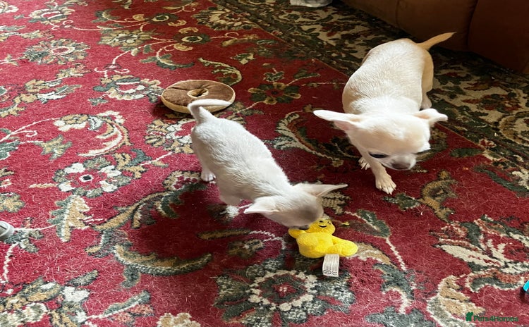 Chihuahua dogs - Advert 6