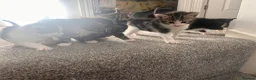 Mixed Breed cats for sale: 5 gorgeous kittens for sale - Advert 3