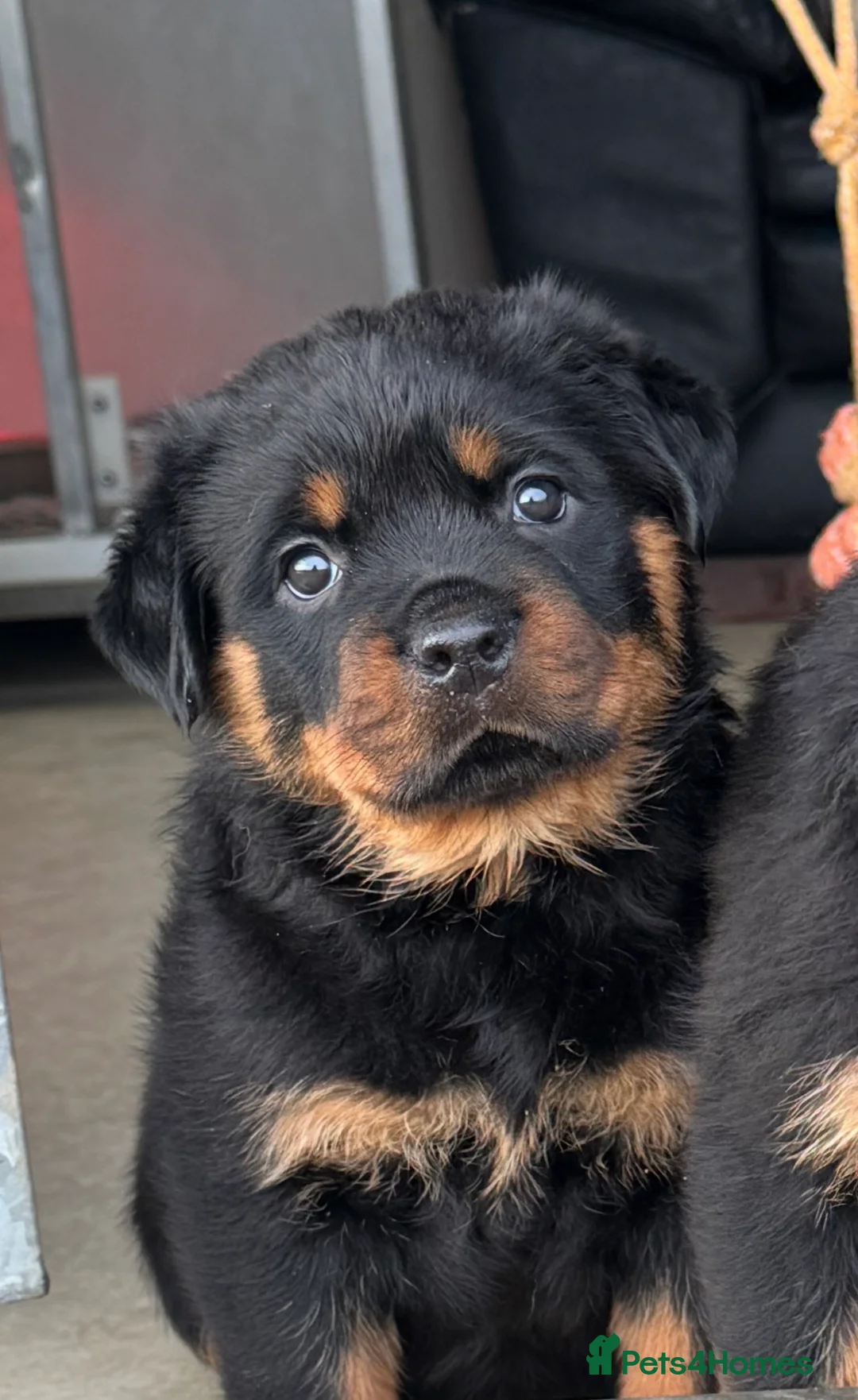 Rottweiler dogs for sale: Gorgeous Rottweiler puppies  - Advert 16