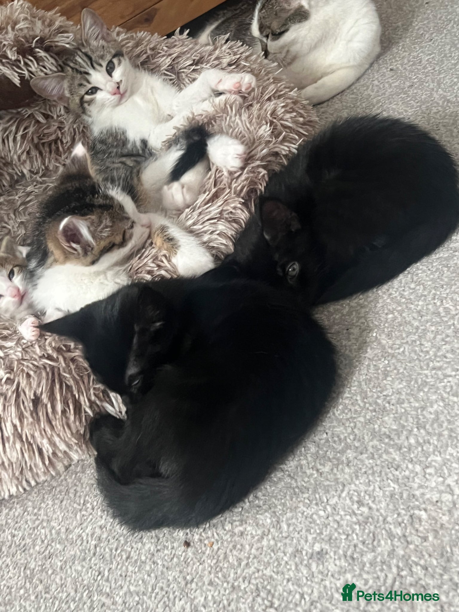Mixed Breed cats 4 kittens  - Advert 2