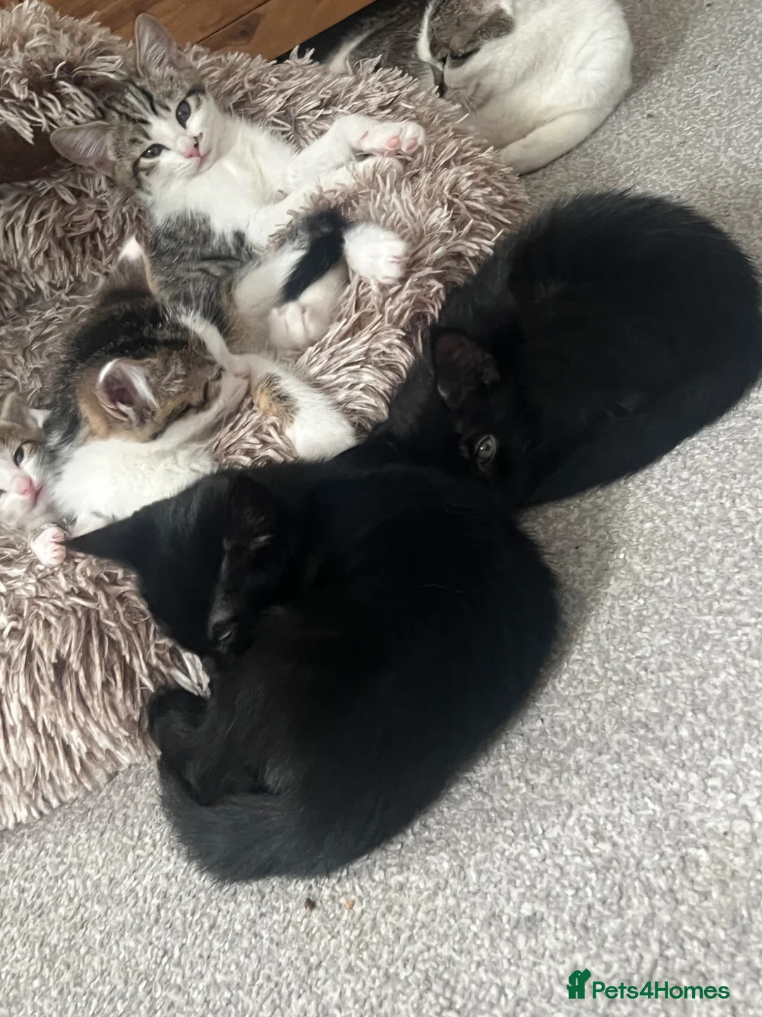 Mixed Breed cats for sale: 4 kittens  - Advert 2