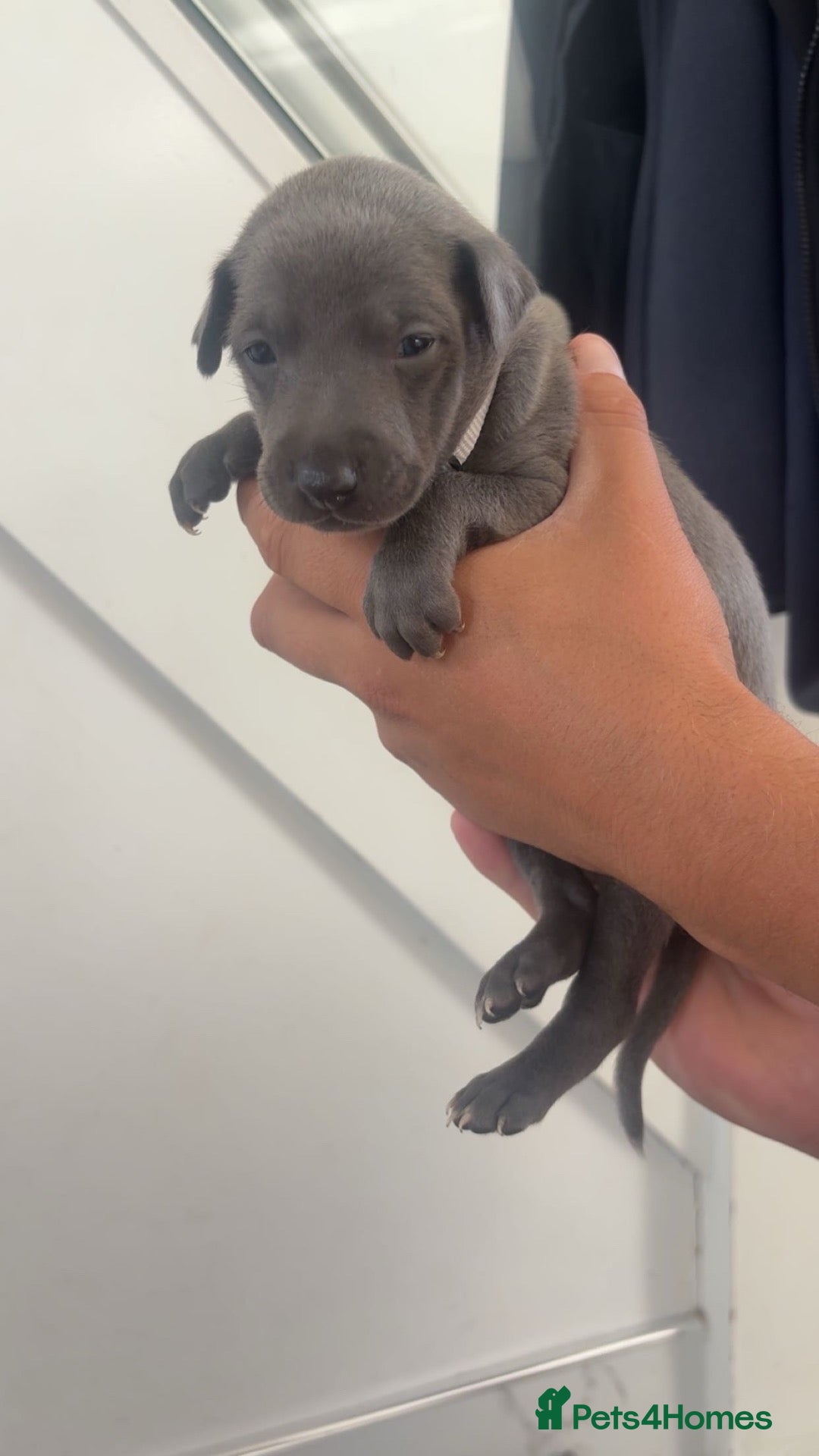 Whippet dogs Blue whippet puppies 💙❤️🏡 - Advert 1