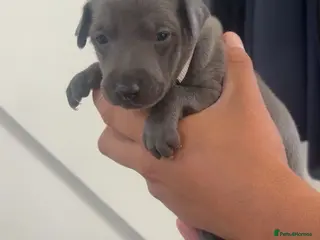 Whippet dogs Blue whippet puppies 💙❤️🏡 - Advert 1