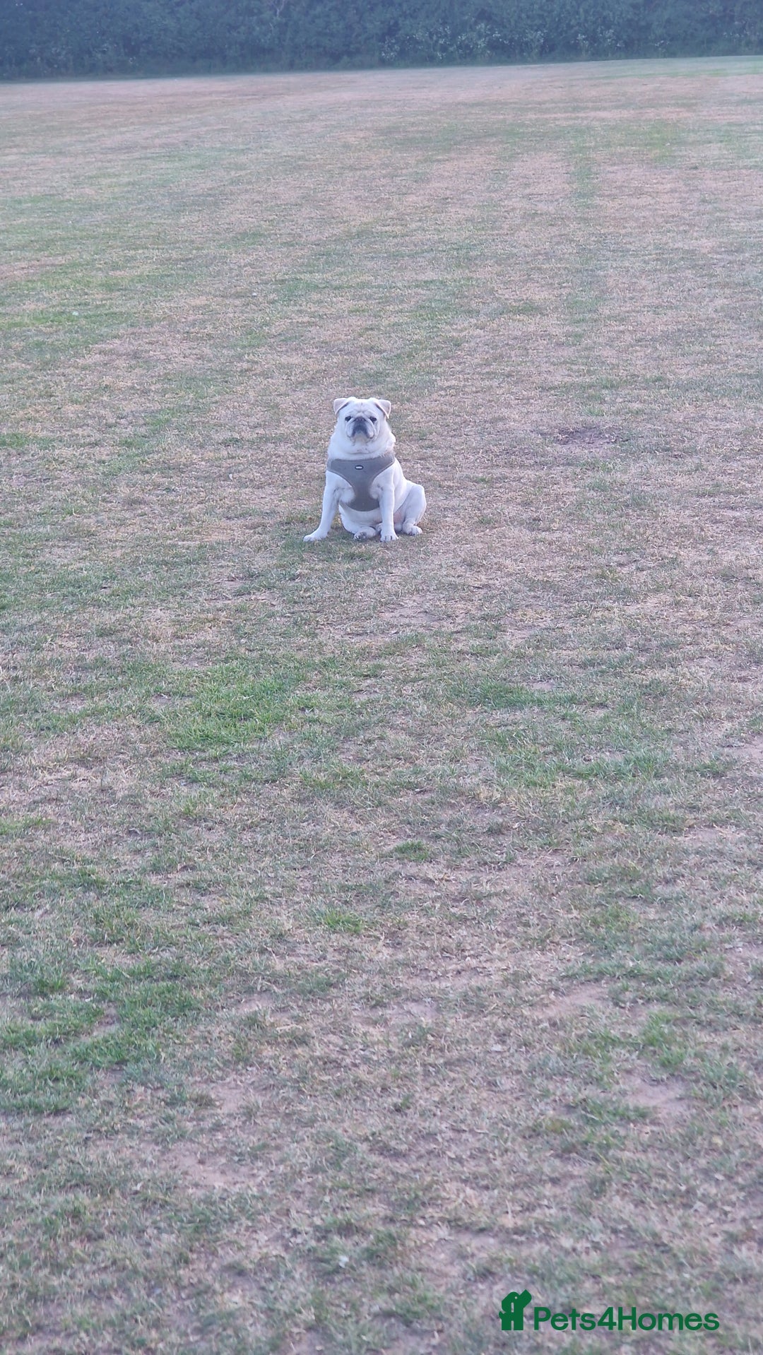 Pug dogs for stud: Pug for stud, old boy but definitely full of it - Image 3