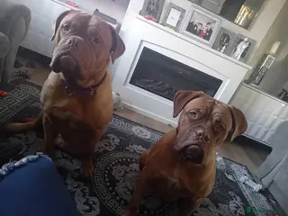 Dogue De Bordeaux dogs Dogue De Bordeaux - Advert 6