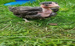 Chickens poultry for sale: Transylvanian Naked Neck Chicks - Image 14