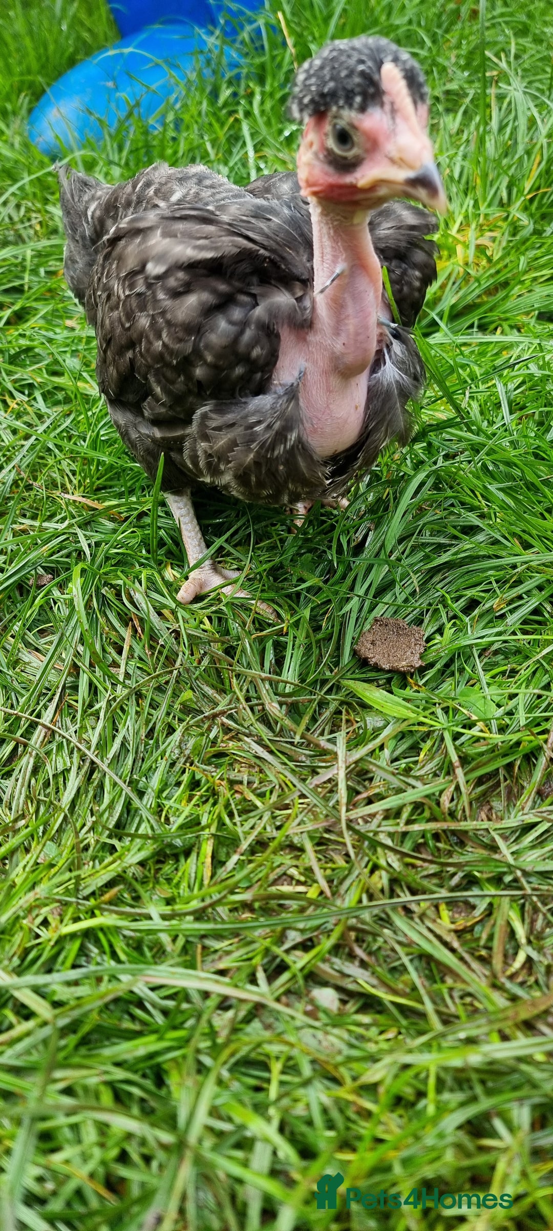 Chickens poultry for sale: Transylvanian Naked Neck Chicks - Image 14