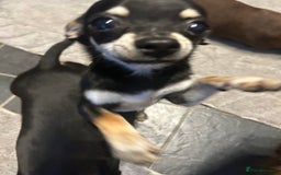 Chihuahua dogs for sale: Male chihuahua  - Image 6