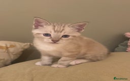 Ragdoll cats for sale: Adorable Ragdoll X Snow Bengal Kittens - Advert 28