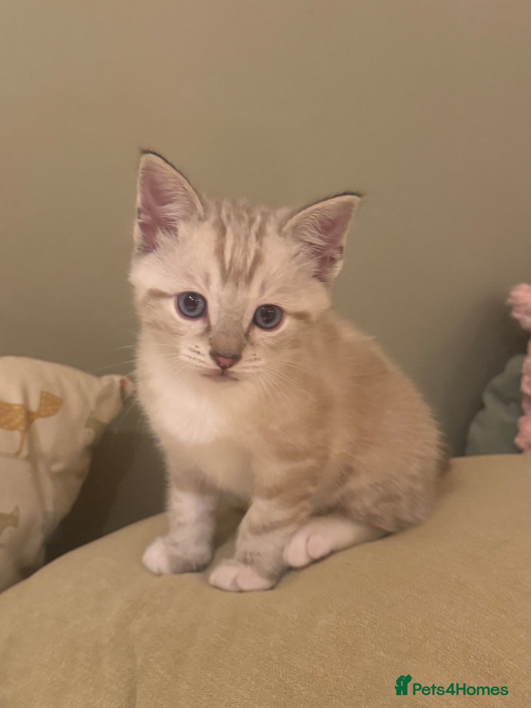 Ragdoll cats for sale: Adorable Ragdoll X Snow Bengal Kittens - Advert 28
