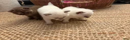 British Shorthair cats for sale: Beautiful British shorthair females  - Advert 14