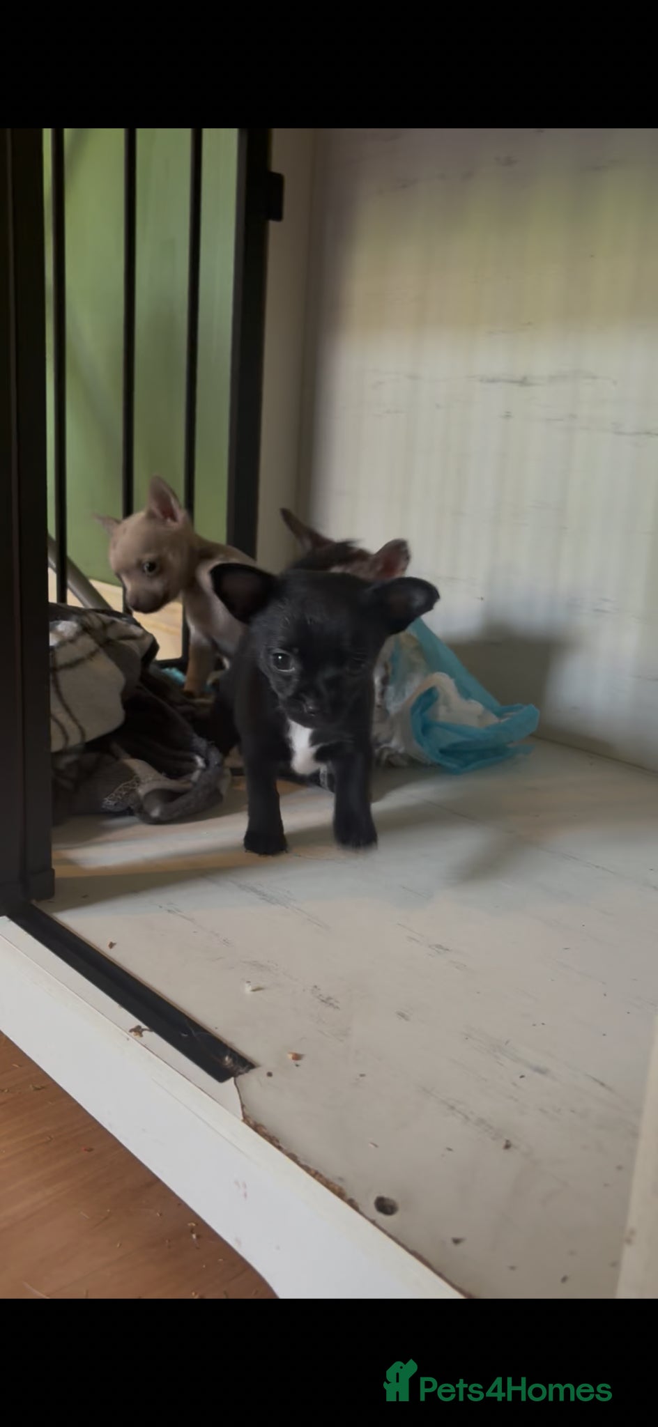 Chihuahua dogs REDUCED! Ready this week— offers on last.  - Advert 4