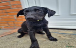 Labrador Retriever dogs for sale: Lovable, Quality KC black labradors  - Image 6