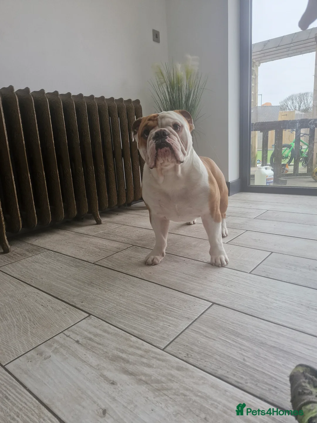 English Bulldog dogs for stud: KCBloodline English Bulldog STUD- excellent nature in Darwen - Advert 5
