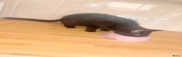 Bombay cats for sale: Adult cat looking for forever home  - Advert 2