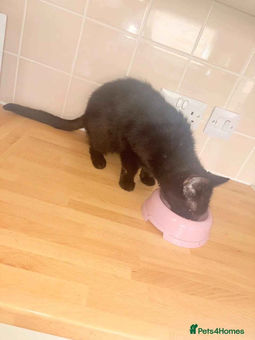 Bombay cats for sale: Adult cat looking for forever home  - Advert 2