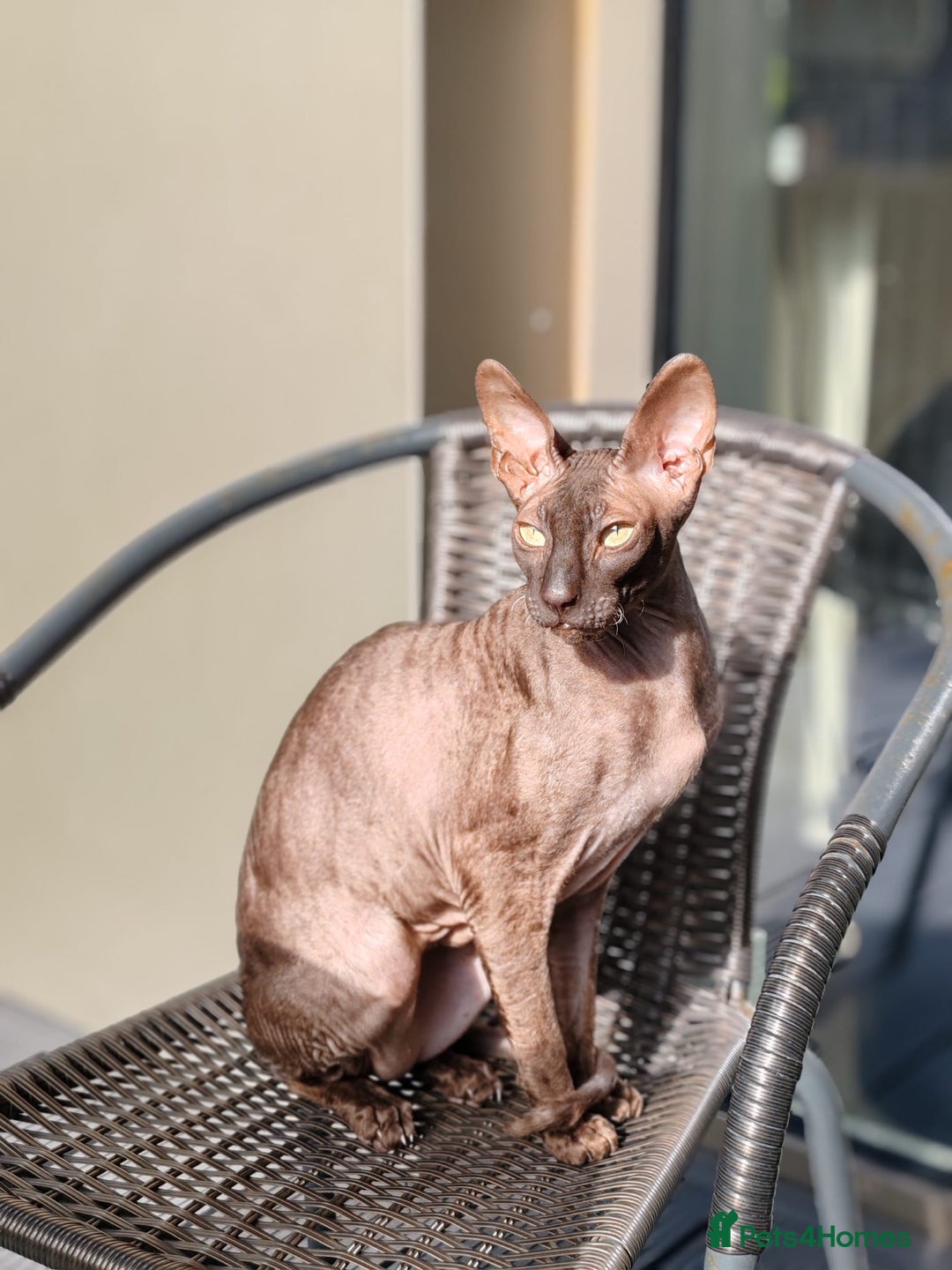 Cornish Rex cats for sale: Selling our beautiful Cornish Rex brothers - Image 10