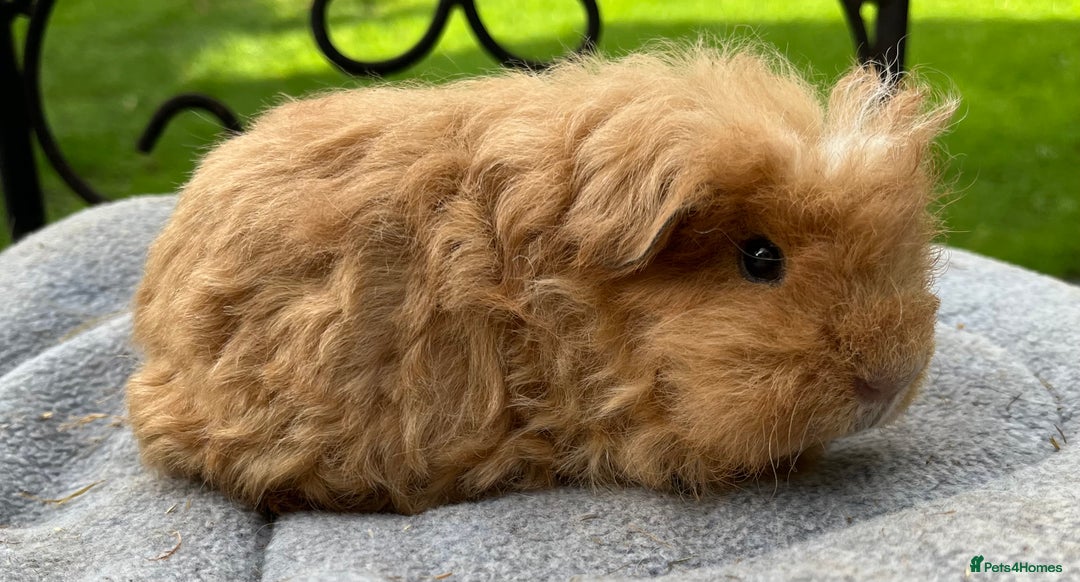 Guinea Pig rodents for sale: Gorgeous baby Guinea pigs ALL available.  - Advert 4