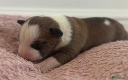 English Bull Terrier dogs for sale: 🏆CH Bloodlines Top Quality English Bull Terriers  - Image 14