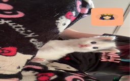 Domestic Shorthair cats for sale: 3 male kittens for sale - Image 6