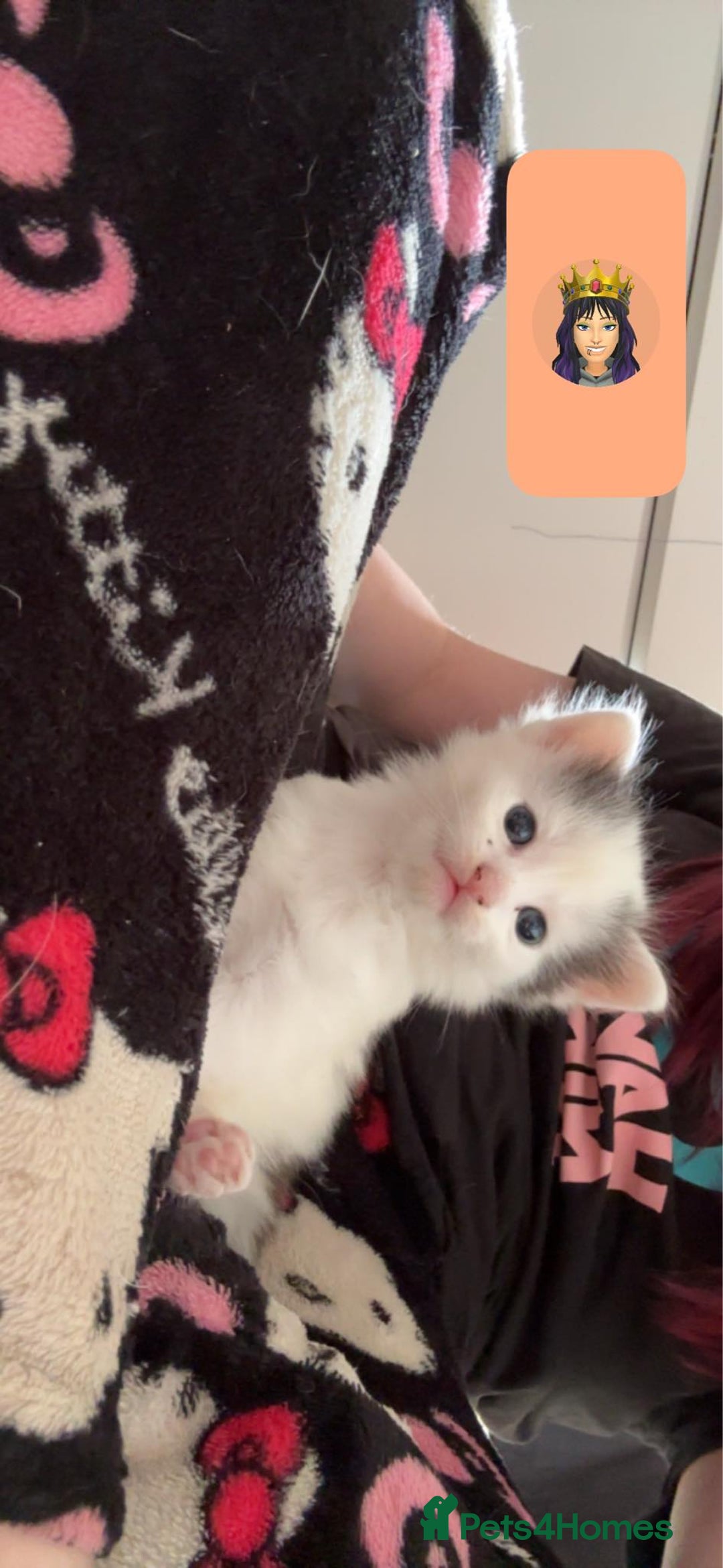 Domestic Shorthair cats for sale: 3 male kittens for sale - Image 6