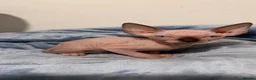 Sphynx cats for sale: Beautiful Male Sphynx Kitten – Ready Now  - Advert 9