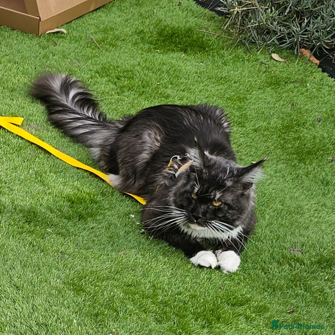 Maine Coon cats for sale: Little Maine Coon Girls Looking for Forever Homes - Advert 3