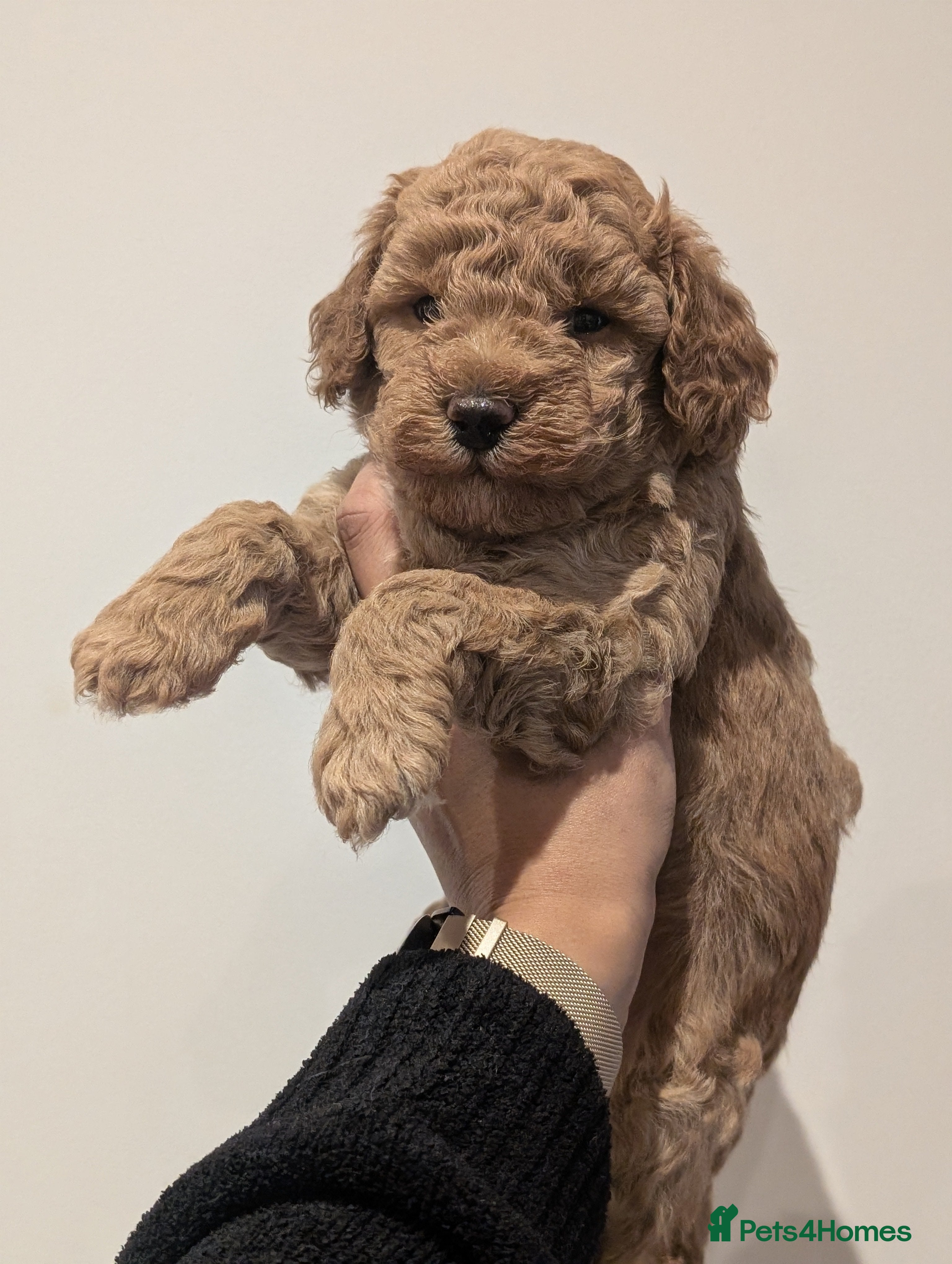 Cockapoo dogs Miniature Cockapoo Puppies  - Advert 17