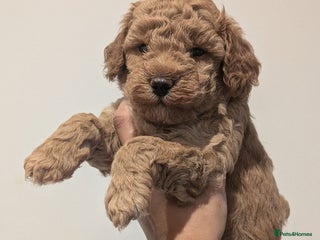 Cockapoo dogs Miniature Cockapoo Puppies - Advert 17