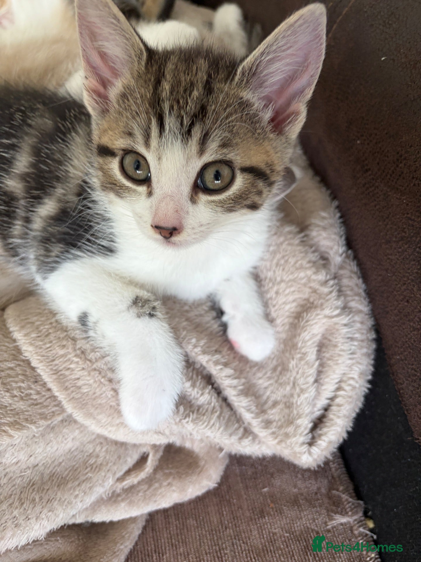 Mixed Breed cats 3 kittens- 1 boy and 2 girls - Advert 18