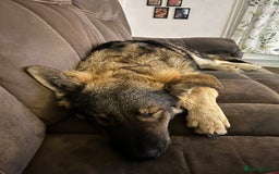 Mixed Breed dogs for sale: Male dog for sale - Image 2