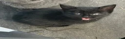 Mixed Breed cats for sale: Beautiful black kitten available  - Advert 3