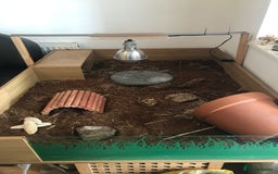 Tortoise reptiles for sale: Horse field tortoise  - Image 5