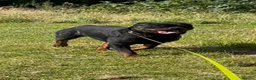 Rottweiler dogs for sale: Rottwiler puppies - Advert 10