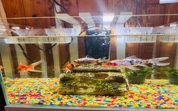 Angelfish fish for sale: Fish with tank  - Image 4