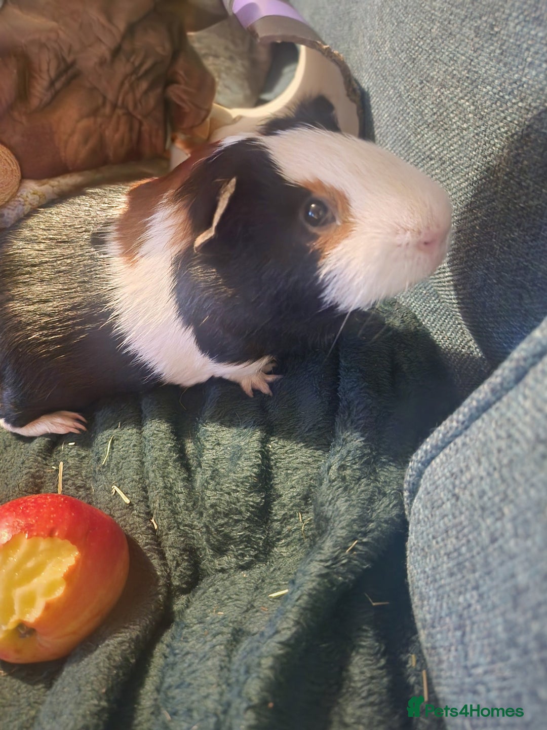Guinea Pig rodents for sale: Male Guinea Pig needing single pig home - Advert 2