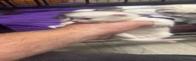 Scottish Fold Kitten 6