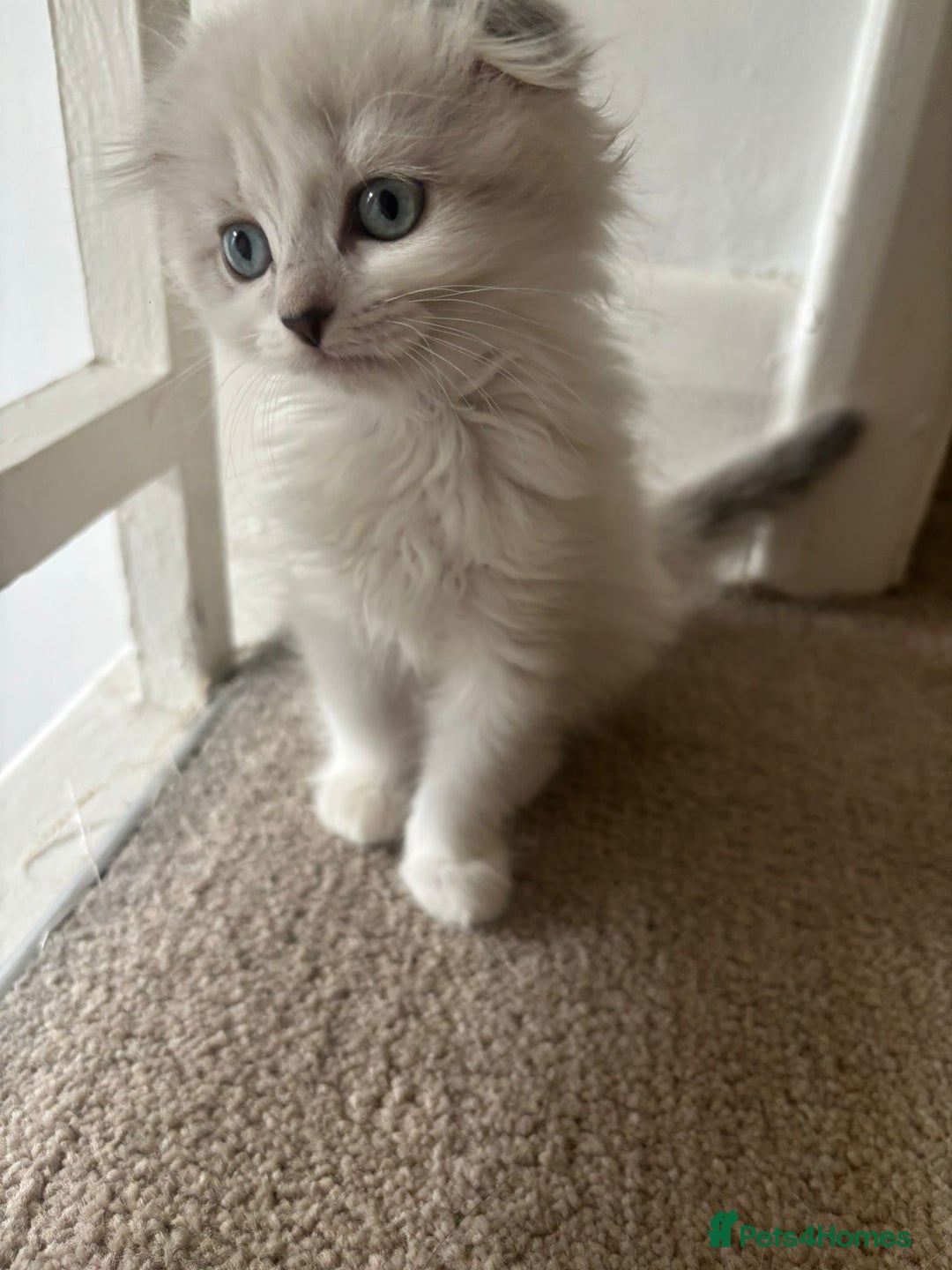 Mixed Breed cats for sale: 5 kittens - Image 9