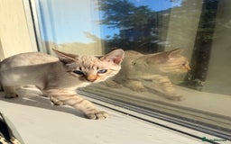 Bengal cats for sale: Blue Eyed Snow Lynx Kittens  - Image 21