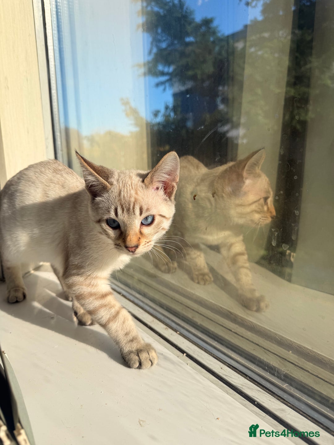 Bengal cats for sale: Blue Eyed Snow Lynx Kittens  - Image 21