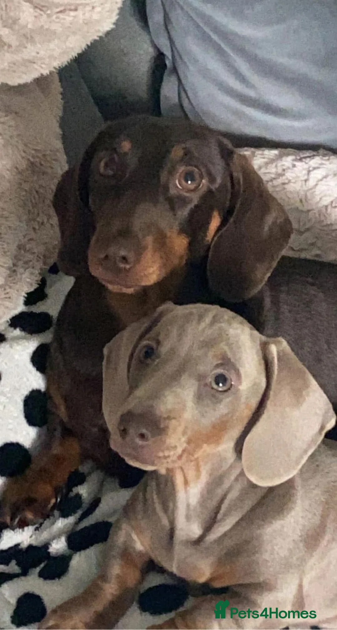 Dachshund dogs for sale: Dachshund looking for forever home  - Advert 6