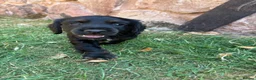 Cocker Spaniel dogs for sale: Working Cocker Spaniel Puppies  - Advert 1