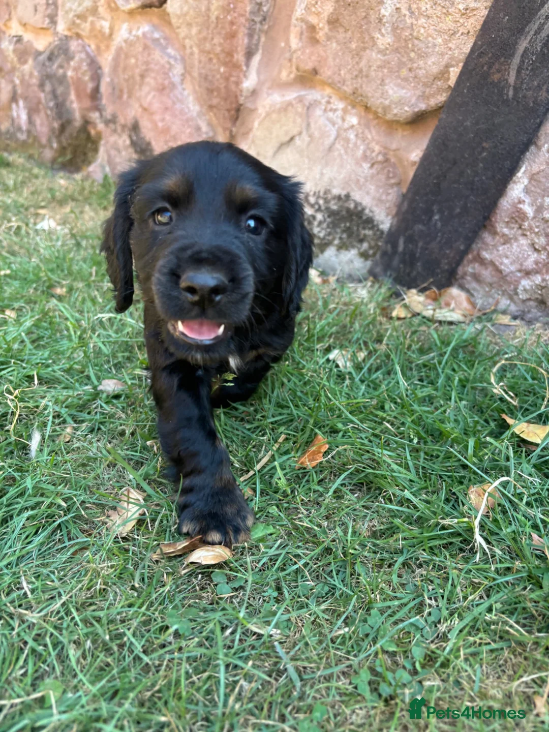 Cocker Spaniel dogs for sale: Working Cocker Spaniel Puppies  - Advert 1