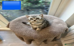 British Shorthair cats for sale: Beautiful registered British Shorthaired Kittens - Image 24