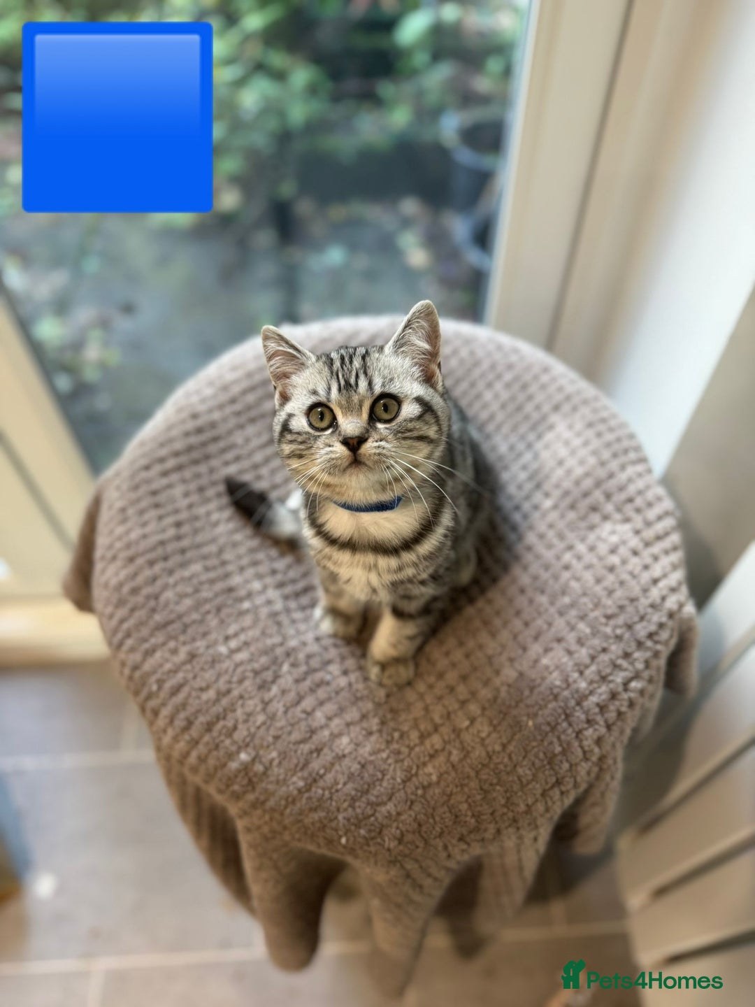 British Shorthair cats for sale: Beautiful registered British Shorthaired Kittens - Image 24