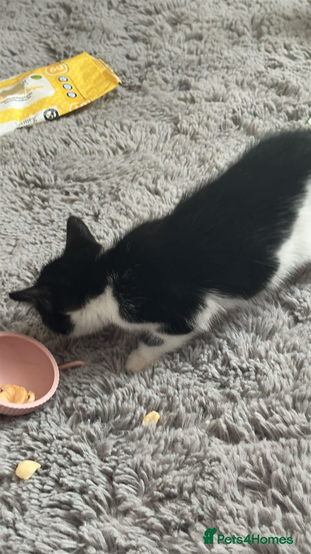 Mixed Breed cats for sale: Cute kittens for sale  - Image 6
