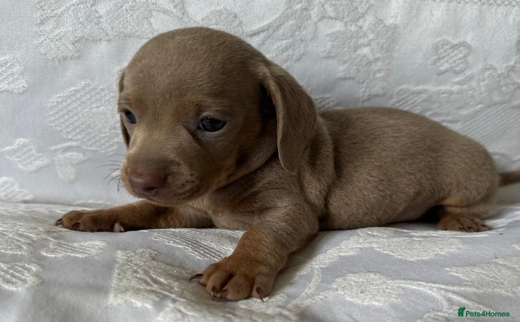 Miniature Dachshund dogs - Advert 2